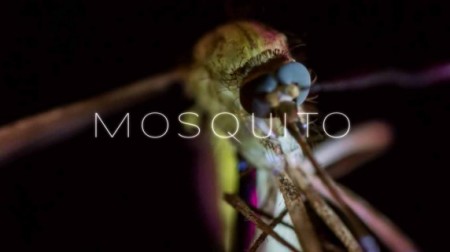 Москиты / Mosquito (2016) Discovery