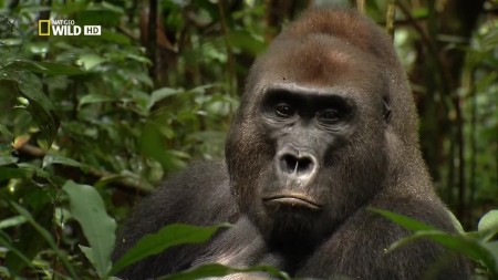 Дикая река Конго / Wild Congo (2013) National Geographic