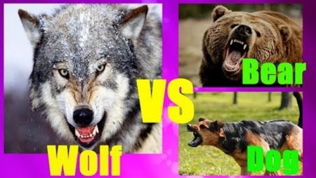 Волк против медведя / Wolf vs. Bear (2018) National Geographic.